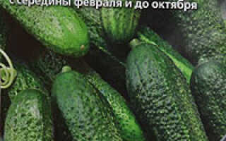 Выращиваем огурцы на балконе в пластиковых бутылках своими руками