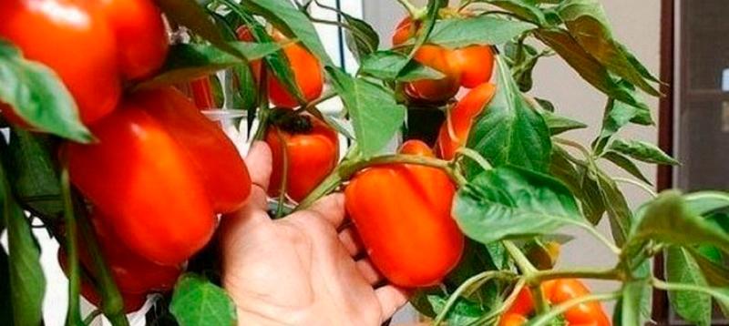 Выращивание перца на балконе: секреты и условия получения большого урожая