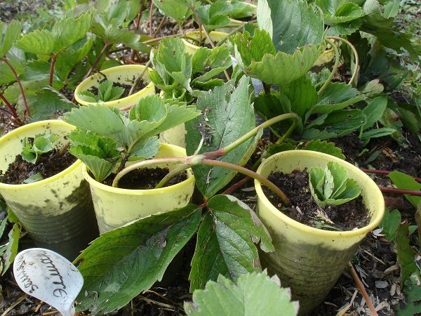 Выращивание клубники из укоренившихся отростков