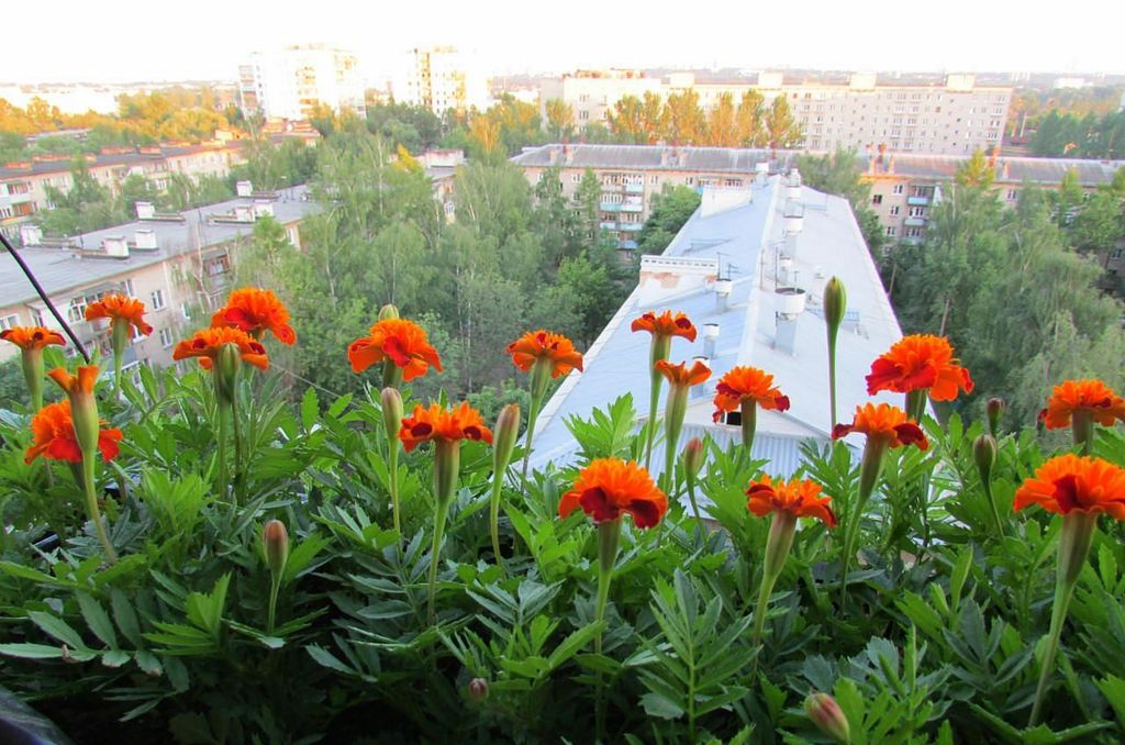 Бархатцы
